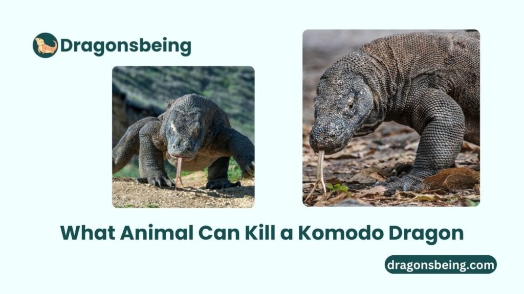 What Animal Can Kill a Komodo Dragon