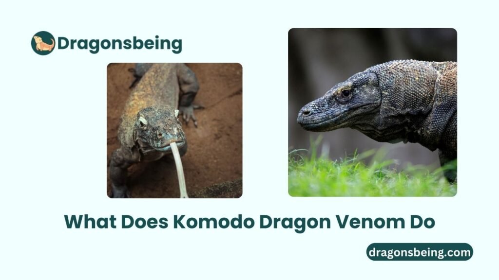 What Does Komodo Dragon Venom Do