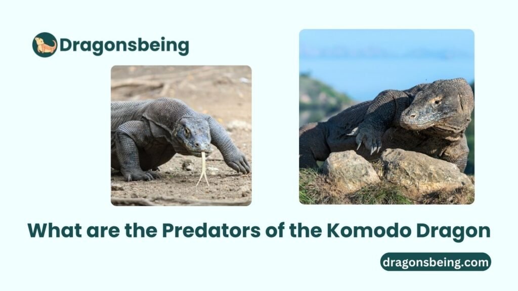 What are the Predators of the Komodo Dragon