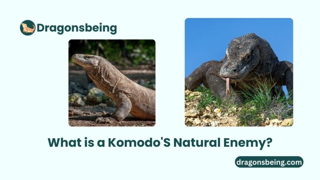 What is a Komodo'S Natural Enemy?