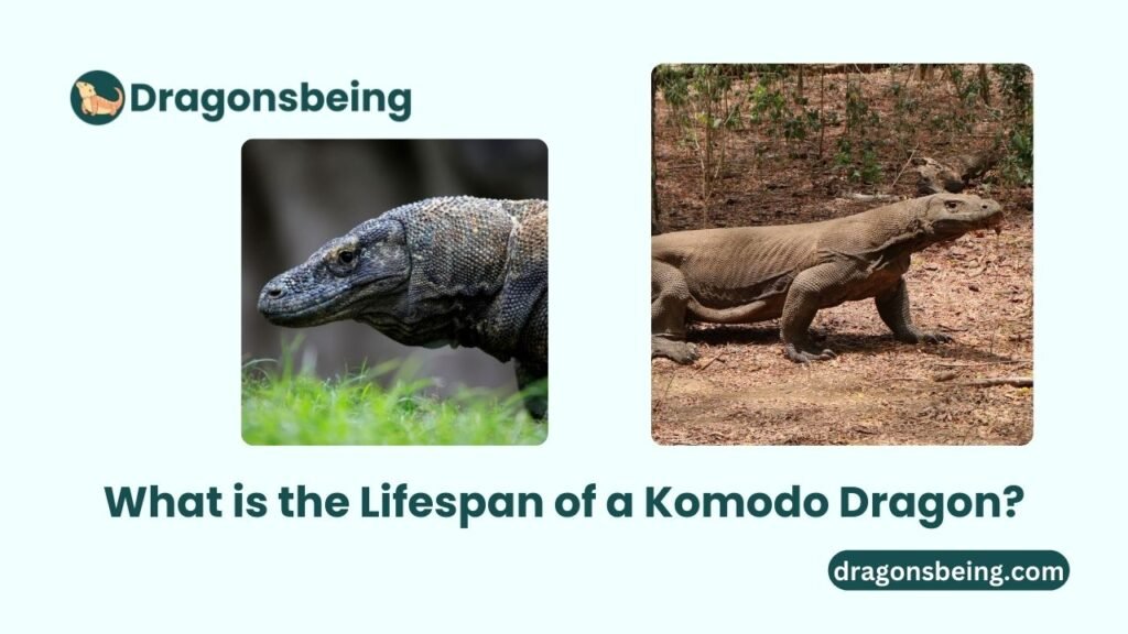 What is the Lifespan of a Komodo Dragon?