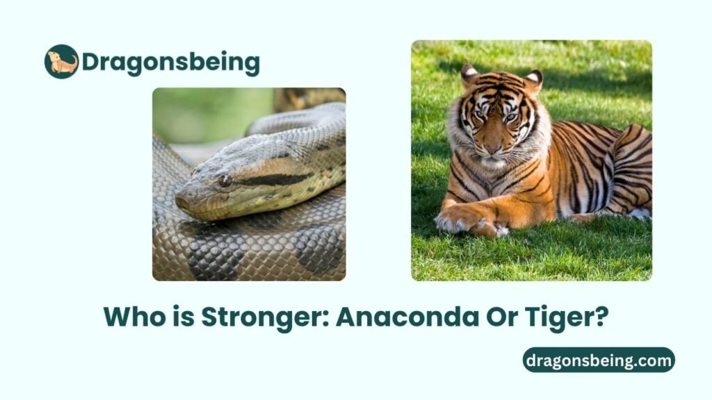 Who is Stronger Anaconda Or Tiger