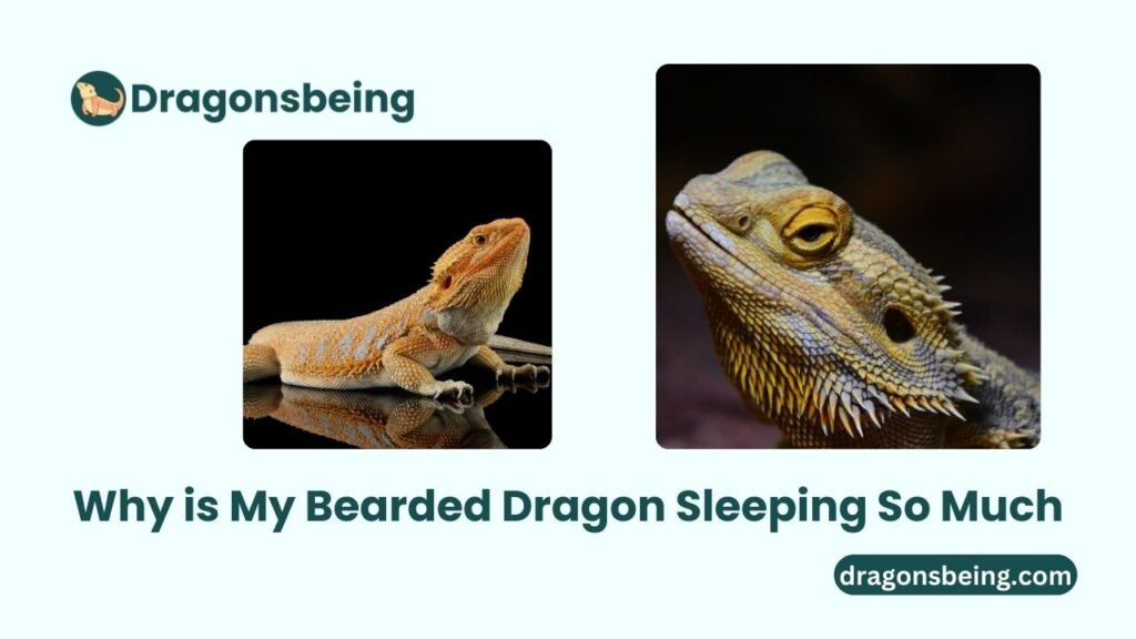 Why is My Bearded Dragon Sleeping So Much