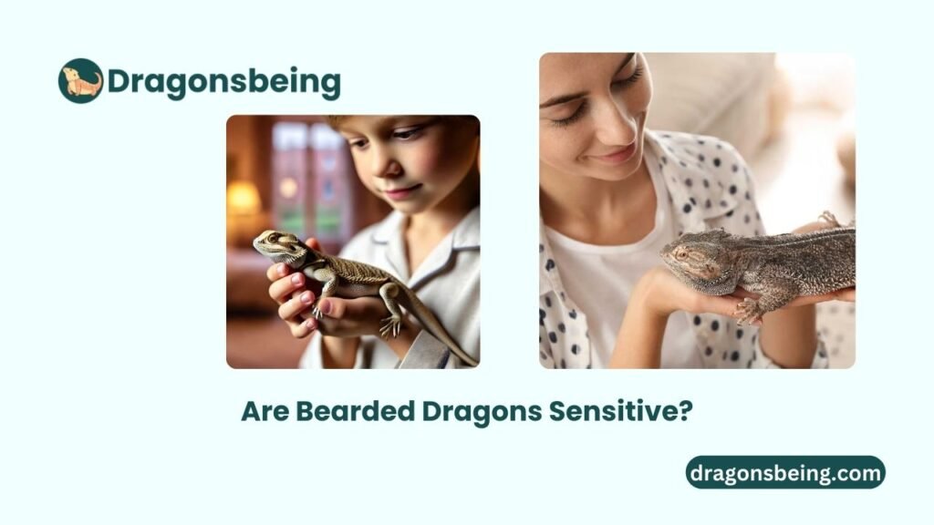 Are Bearded Dragons Sensitive?