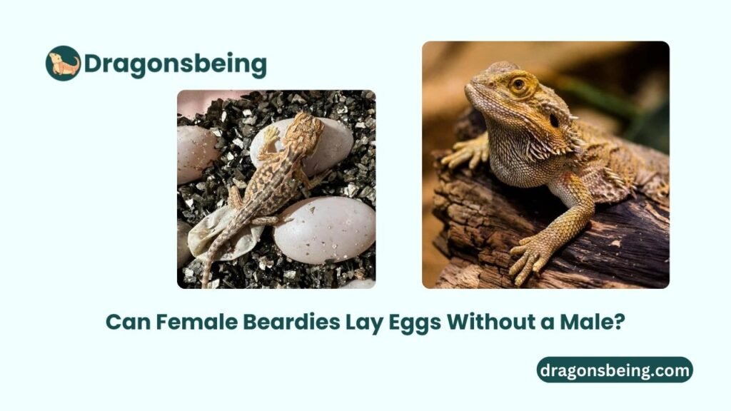 Can Female Beardies Lay Eggs Without a Male?