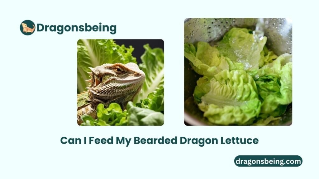 Can I Feed My Bearded Dragon Lettuce