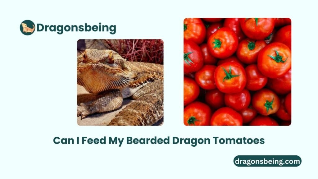 Can I Feed My Bearded Dragon Tomatoes