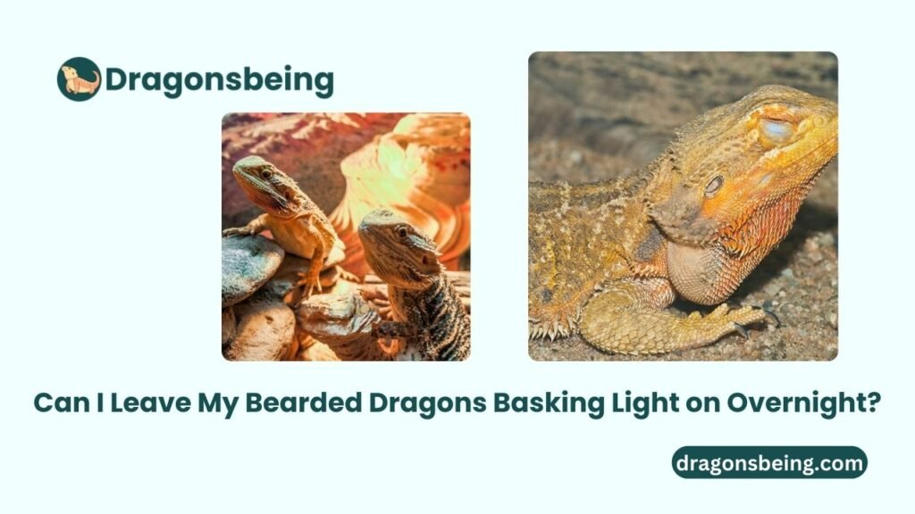 Can I Leave My Bearded Dragons Basking Light on Overnight?