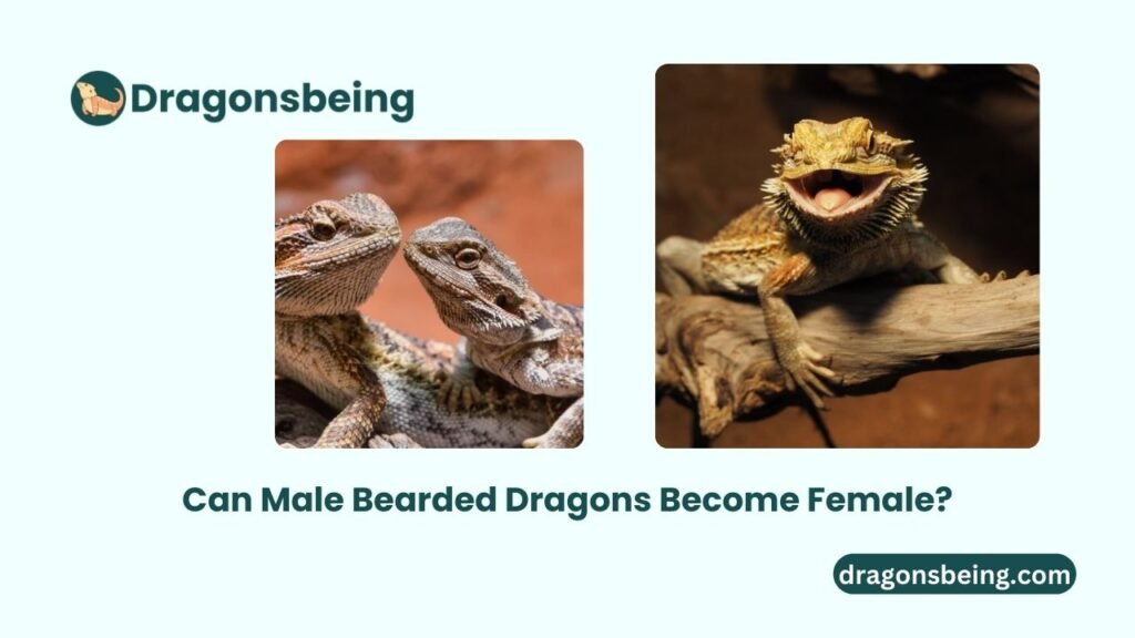 Can Male Bearded Dragons Become Female?