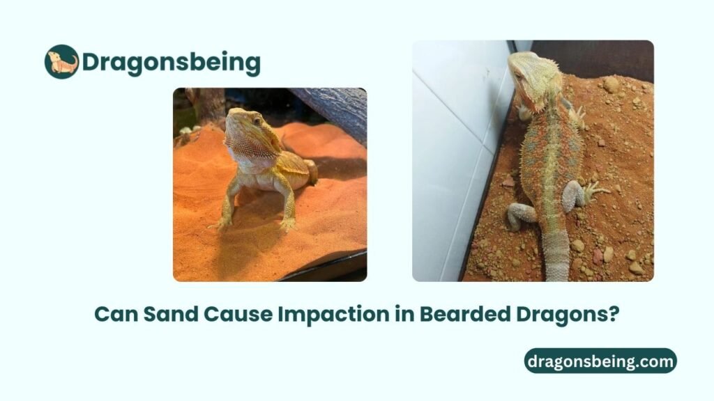 Can Sand Cause Impaction in Bearded Dragons?