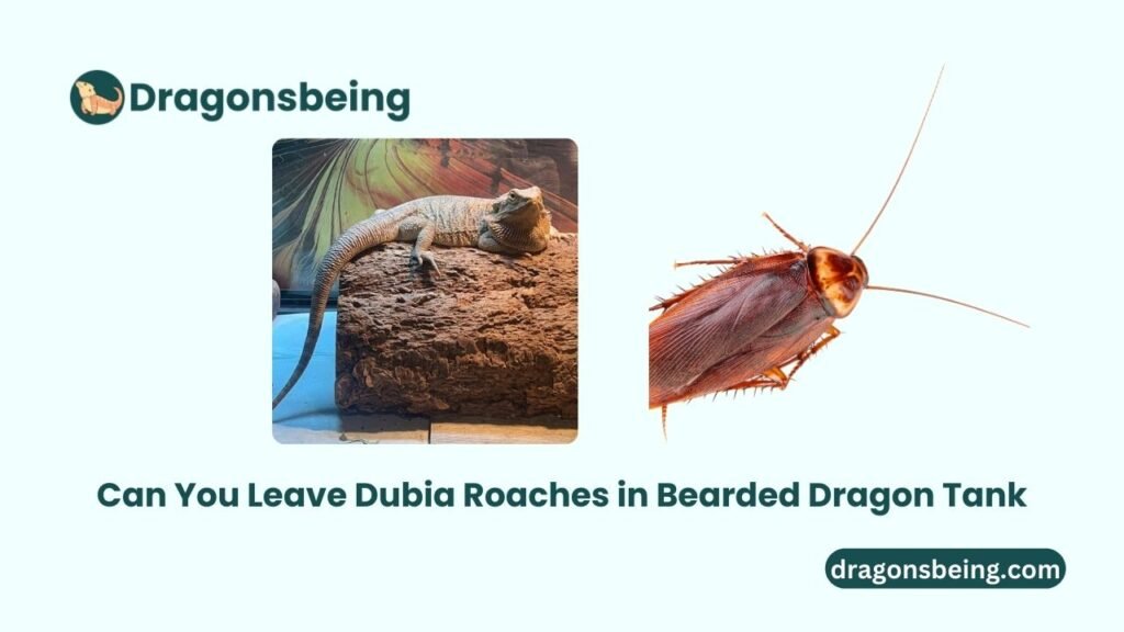 Can You Leave Dubia Roaches in Bearded Dragon Tank