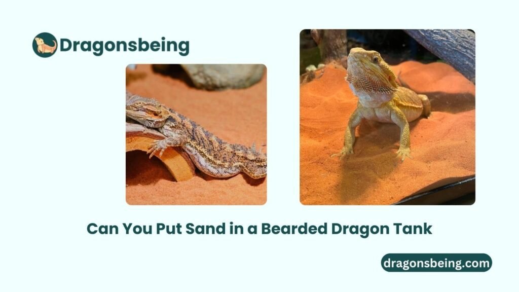 Can You Put Sand in a Bearded Dragon Tank