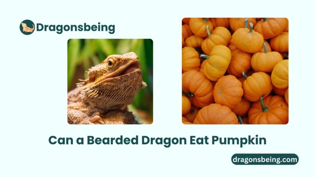 Can a Bearded Dragon Eat Pumpkin