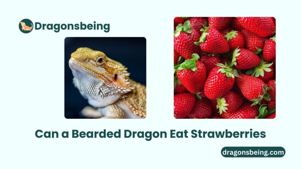 Can a Bearded Dragon Eat Strawberries