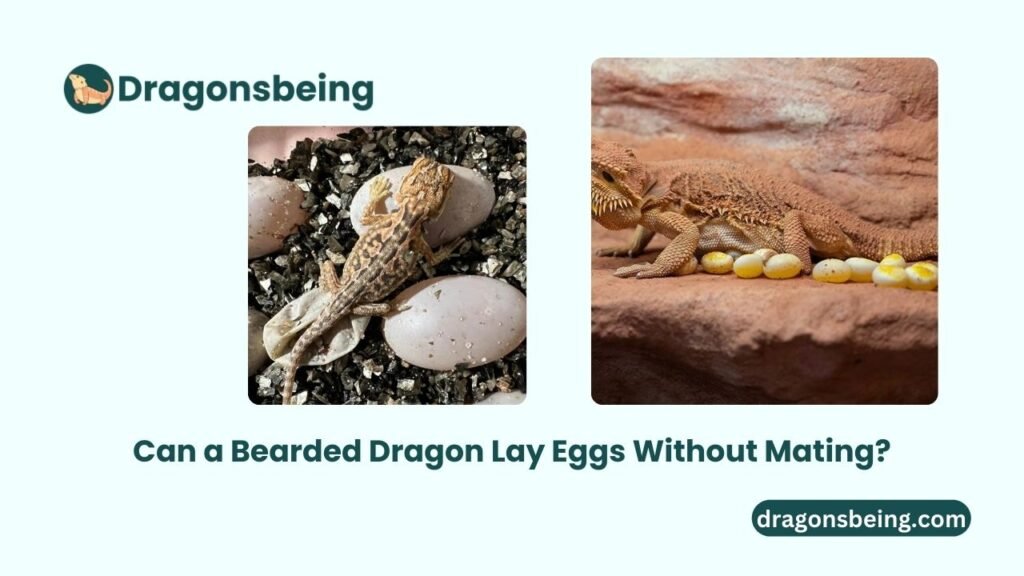 Can a Bearded Dragon Lay Eggs Without Mating?