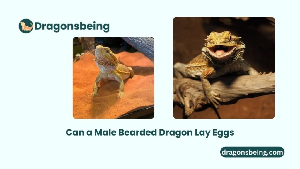 Can a Male Bearded Dragon Lay Eggs