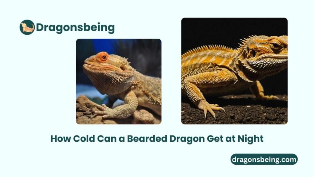 How Cold Can a Bearded Dragon Get at Night