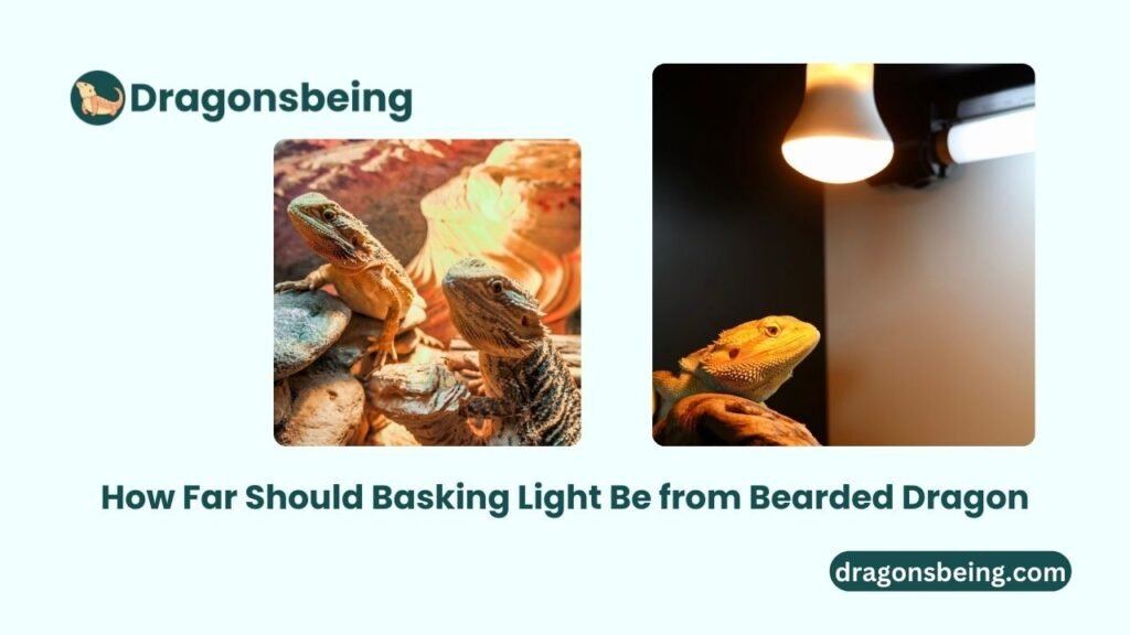 How Far Should Basking Light Be from Bearded Dragon