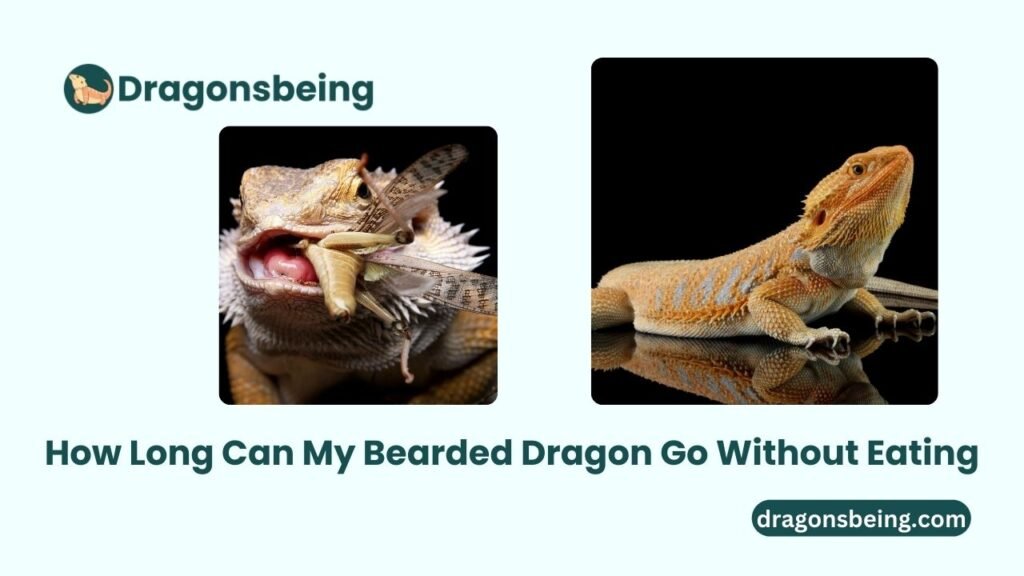 How Long Can My Bearded Dragon Go Without Eating