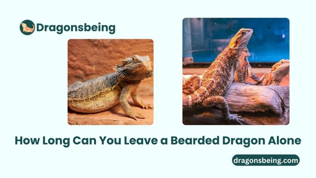 How Long Can You Leave a Bearded Dragon Alone