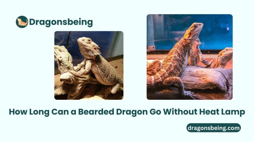 How Long Can a Bearded Dragon Go Without Heat Lamp