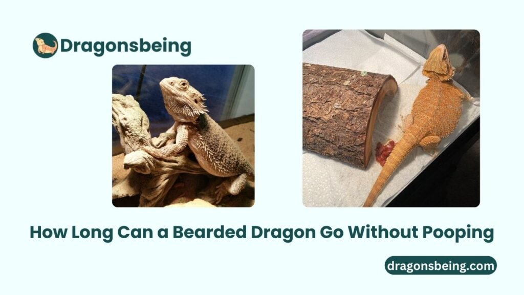 How Long Can a Bearded Dragon Go Without Pooping