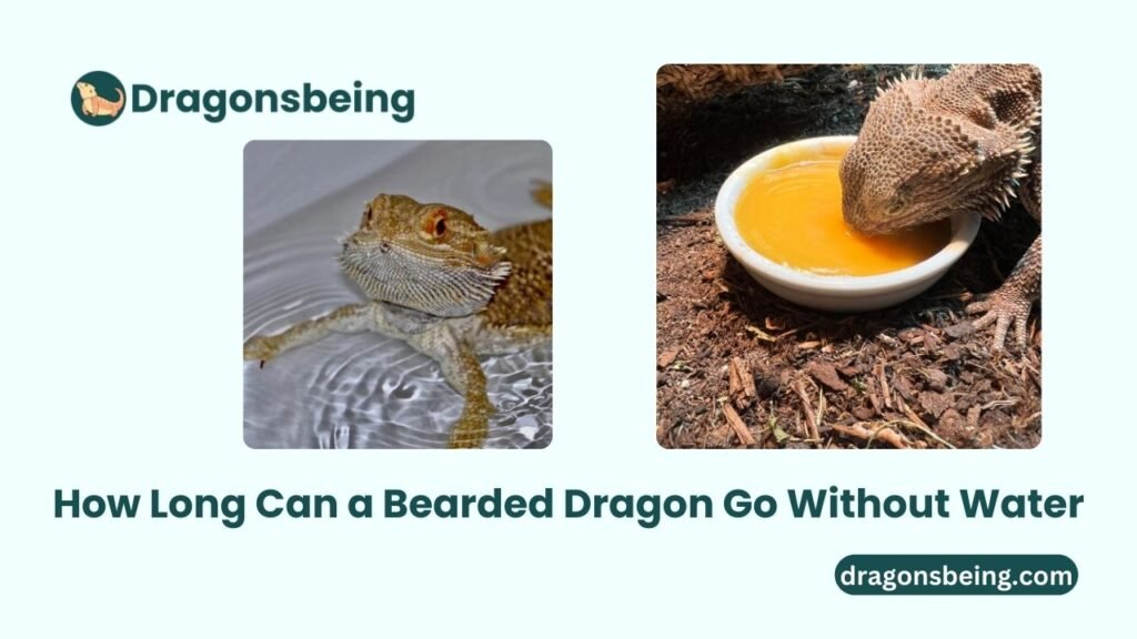 How Long Can a Bearded Dragon Go Without Water