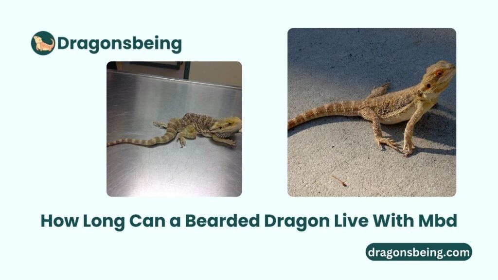 How Long Can a Bearded Dragon Live With Mbd