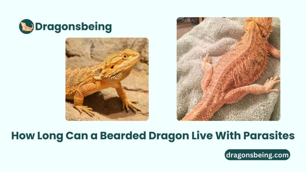 How Long Can a Bearded Dragon Live With Parasites