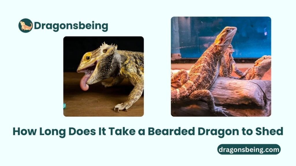 How Long Does It Take a Bearded Dragon to Shed