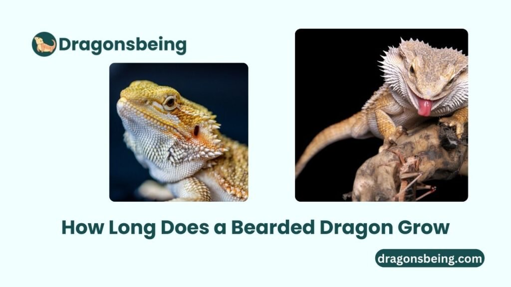 How Long Does a Bearded Dragon Grow