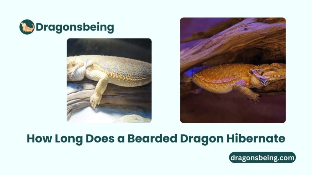 How Long Does a Bearded Dragon Hibernate