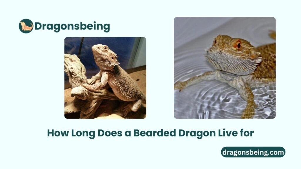 How Long Does a Bearded Dragon Live for