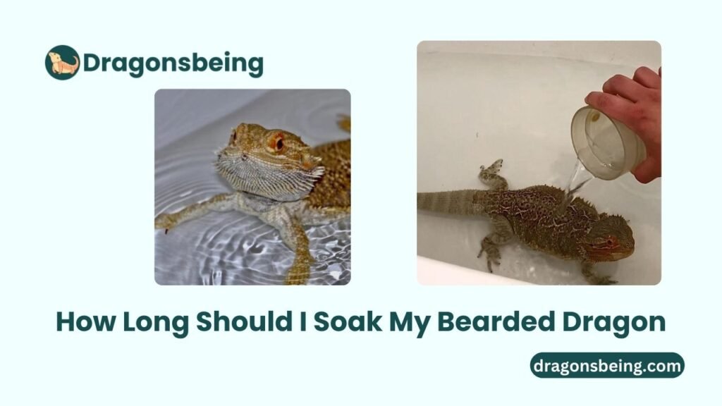 How Long Should I Soak My Bearded Dragon