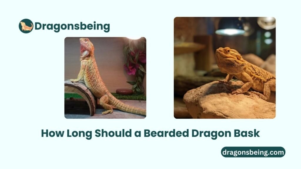 How Long Should a Bearded Dragon Bask