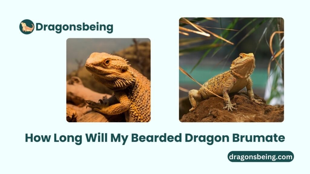 How Long Will My Bearded Dragon Brumate