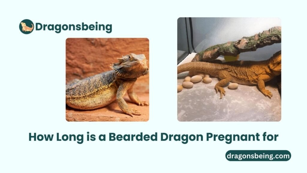 How Long is a Bearded Dragon Pregnant for