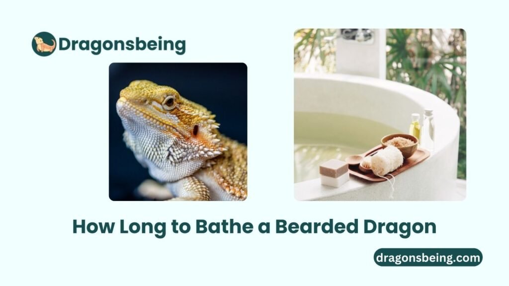 How Long to Bathe a Bearded Dragon