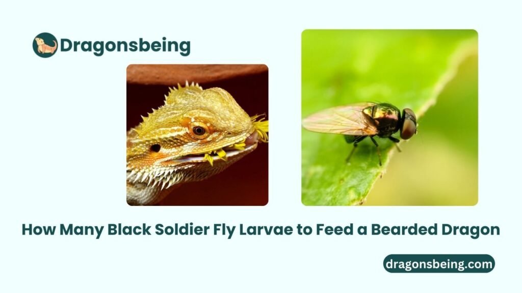 How Many Black Soldier Fly Larvae to Feed a Bearded Dragon