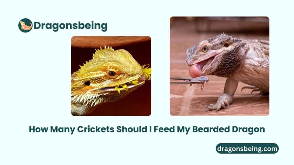 How Many Crickets Should I Feed My Bearded Dragon