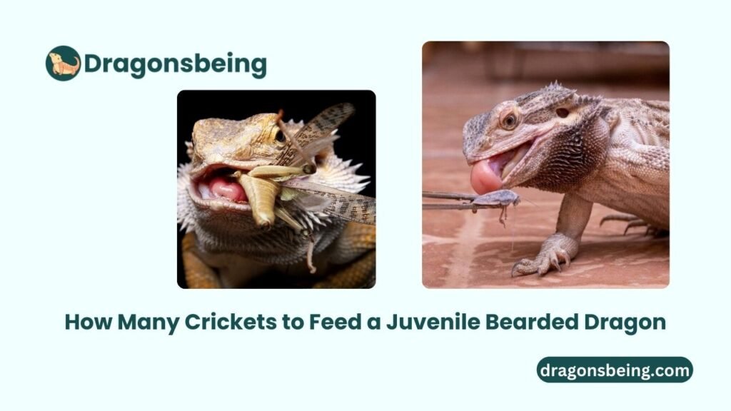 How Many Crickets to Feed a Juvenile Bearded Dragon