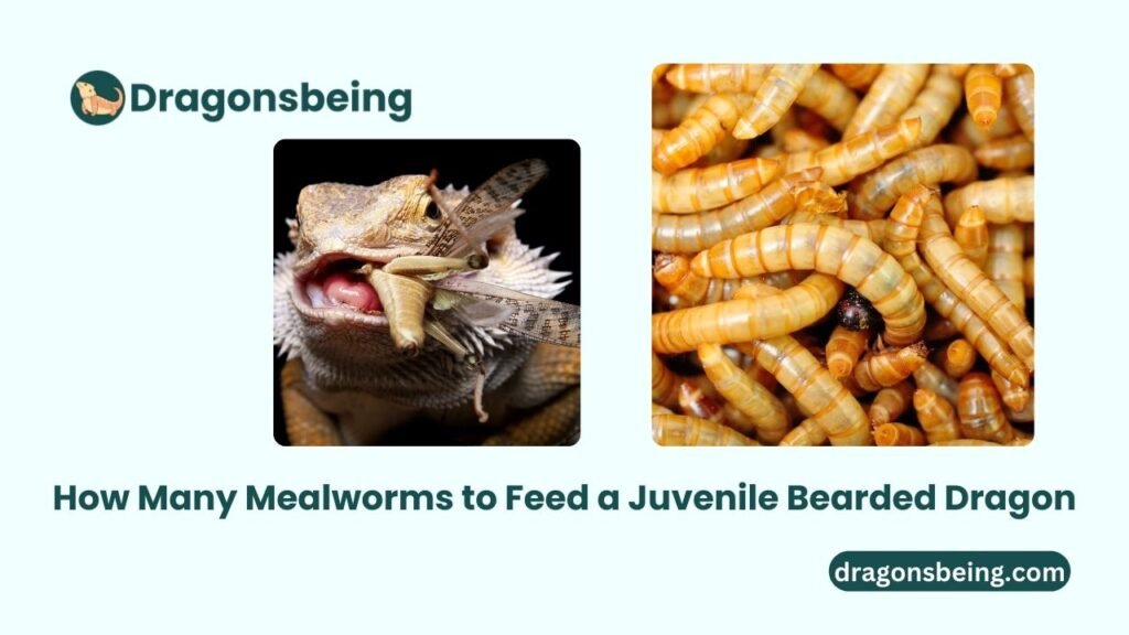 How Many Mealworms to Feed a Juvenile Bearded Dragon