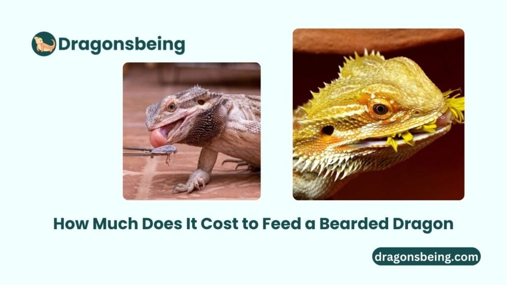 How Much Does It Cost to Feed a Bearded Dragon