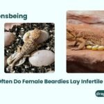 How Often Do Female Beardies Lay Infertile Eggs?