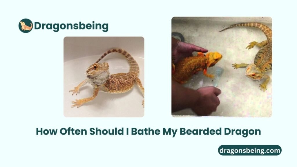 How Often Should I Bathe My Bearded Dragon