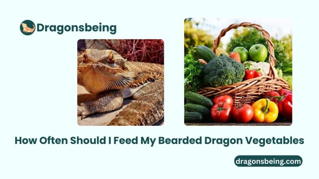 How Often Should I Feed My Bearded Dragon Vegetables