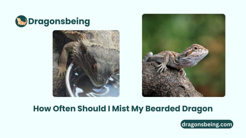 How Often Should I Mist My Bearded Dragon