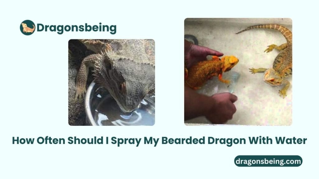 How Often Should I Spray My Bearded Dragon With Water