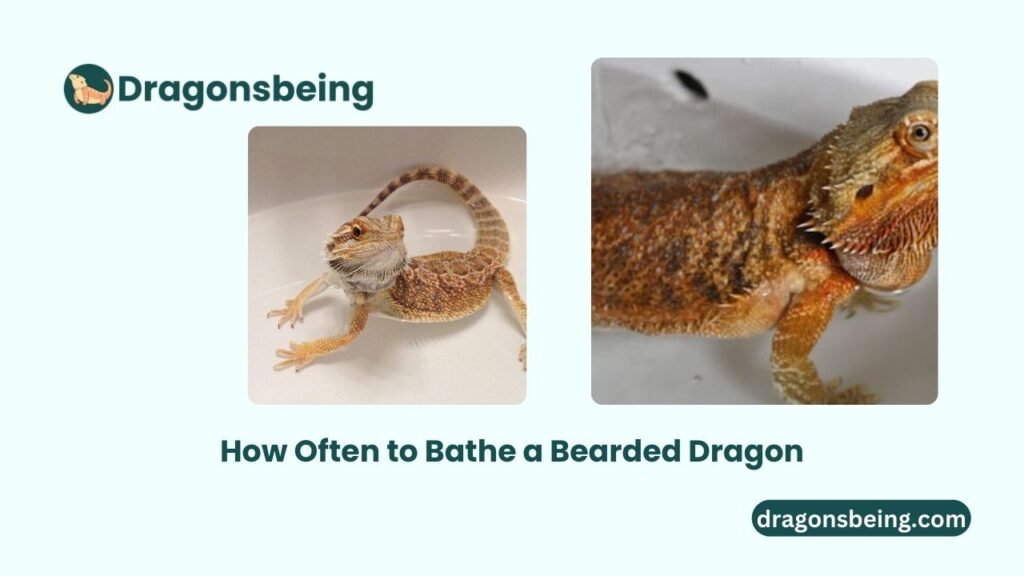 How Often to Bathe a Bearded Dragon