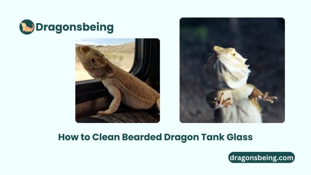 How to Clean Bearded Dragon Tank Glass